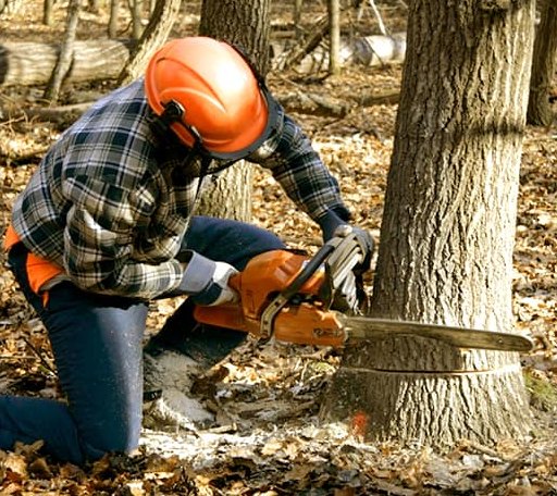 Tree Removal in Etoile, TX